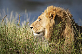 Männlicher Löwe (Panthera leo) liegt hinter einem Busch in der Sonne, Maasai Mara National Reserve; Kenia.