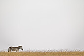 Steppenzebra (Equus quagga burchellii) läuft im Gras am Horizont, Maasai Mara National Reserve; Kenia.
