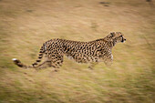 Langsamer Schwenk eines Geparden (Acinonyx jubatus), der durch Gras läuft, Maasai Mara National Reserve; Kenia.