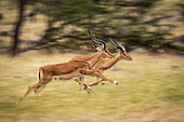 Langsamer Schwenk von zwei männlichen Impalas (Aepyceros melampus) im Laufschritt, Maasai Mara Nationalreservat; Kenia.
