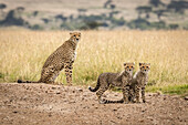 Two cubs on dirt track by cheetah (Acinonyx jubatus), Maasai Mara National Reserve; Kenya