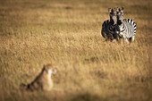 Two Burchell's zebras (Equus quagga burchellii) watch cheetah (Acinonyx jubatu) in long grass, Maasai Mara National Reserve; Kenya