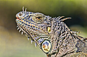 Close-up of the details of the colourful head of an iguana, Corozal Bay; Belize