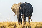 Elephant after playing in mud; Botswana