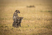 Cheetah (Acinonyx jubatus) sits with two cubs in grass, Maasai Mara National Reserve; Kenya