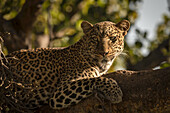 Nahaufnahme eines Leoparden (Panthera pardus) auf einem Ast im Scheinwerferlicht, Maasai Mara Nationalreservat; Kenia.