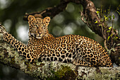 Nahaufnahme eines Leoparden (Panthera pardus), der auf einem mit Flechten bedeckten Ast liegt und zurückblickt, Maasai Mara National Reserve; Kenia.