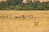 Löwe (Panthera Leo) versteckt sich im langen Gras und beobachtet eine Zebraherde (Equus quagga), Maasai Mara National Reserve; Kenia.
