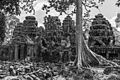 Monochromer Baum zwischen Ruinen eines Steintempels, Banteay Kdei, Angkor Wat; Siem Reap, Provinz Siem Reap, Kambodscha.