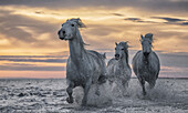 Weiße Pferde der Camargue laufen aus dem Wasser; Camargue, Frankreich.
