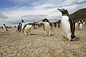 Gentoo penguins (Pygoscelis papua) talking to each other; The Neck, Saunders Island, Falkland Islands