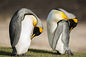 Zwei Königspinguine (Aptenodytes patagonicus) beim Schlafen; The Neck, Saunders Island, Falklandinseln.