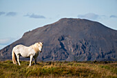 Islandpferd in der Naturlandschaft; Island