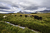 Islandpferde in der Naturlandschaft in Südostisland; Island