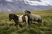 Islandpferde in der Naturlandschaft; Island