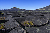 Steinmauer zum Schutz von Weinreben in einer vulkanischen Landschaft; Lanzarote, Kanarische Inseln, Spanien.