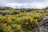 Schneebedeckte Berge und Frühlingsvegetation entlang des Hooker Valley Track, Mount Cook National Park; Südinsel, Neuseeland