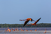 American Flamingos (Phoenicopterus ruber) standing in water with two birds taking flight in the foreground, Celestun Biosphere Reserve; Celestun, Yucatan, Mexico