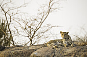 Leopard (Panthera pardus), ruhend auf einem Felsen im Licht des Sonnenuntergangs in Nordindien; Rajasthan, Indien.