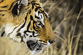 Tiger (Panthera tigris) in freier Wildbahn, Ranthambhore National Park, Nordindien; Rajasthan, Indien