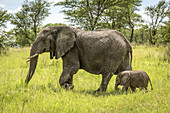Afrikanischer Elefant (Loxodonta africana) und Kalb laufen durch eine Lichtung, Serengeti-Nationalpark; Tansania.