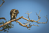 African white-backed vulture (Gyps africanus) looking down from branch, Serengeti National Park; Tanzania