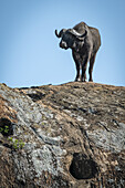 Kaffernbüffel (Syncerus caffer) vor blauem Himmel auf einem Felsen stehend, Serengeti-Nationalpark; Tansania.