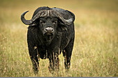 Kaffernbüffel (Syncerus caffer) steht mit dem Gesicht zur Kamera im Gras, Serengeti-Nationalpark; Tansania.