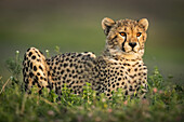 Cheetah cub (Acinonyx jubatus) with catchlights lies in bushes, Serengeti National Park; Tanzania