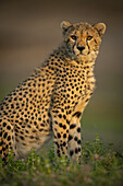 Nahaufnahme eines Gepardenjungen (Acinonyx jubatus), sitzend im Scheinwerferlicht, Serengeti-Nationalpark; Tansania.