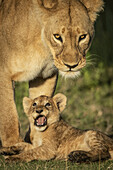 Nahaufnahme eines Löwenjungen (Panthera leo), der zu einer Löwin aufblickt, Serengeti-Nationalpark; Tansania.