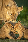 Nahaufnahme von Löwenjungen (Panthera leo) beim Spielen in der Nähe der Mutter, Serengeti-Nationalpark; Tansania.