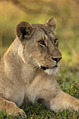 Nahaufnahme einer Löwin (Panthera leo), die im Gras nach rechts schaut, Serengeti-Nationalpark; Tansania.