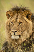 Close-up of male lion (Panthera leo) face in grass, Serengeti National Park; Tanzania