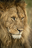Nahaufnahme eines männlichen Löwen (Panthera leo), Kopf nach rechts, Serengeti-Nationalpark; Tansania.