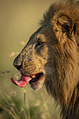 Nahaufnahme eines männlichen Löwen (Panthera leo), der sich die blutigen Lippen leckt, Serengeti-Nationalpark; Tansania.