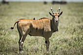 Eland (Taurotragus oryx) stands on profile with a yellow-billed oxpecker (Buphagus africanus), Serengeti National Park; Tanzania