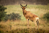 Male hartebeest (Alcelaphus buselaphus cokii) stands on mound eyeing camera, Serengeti National Park; Tanzania