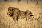 Male lion (Panthera Leo) stands in profile in grass, Serengeti National Park; Tanzania