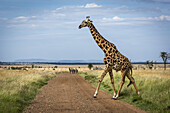Masai giraffe (Giraffa camelopardalis tippelskirchii) crosses track watched by zebra (Equus quagga), Serengeti National Park; Tanzania