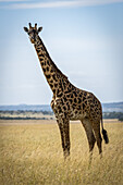 Masai-Giraffe (Giraffa camelopardalis tippelskirchii) im Grasland, Kamera im Blick, Serengeti-Nationalpark; Tansania.
