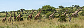 Panorama von zehn Masai-Giraffen (Giraffa camelopardalis tippelskirchii) in einer Reihe, Serengeti-Nationalpark; Tansania.