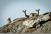 Drei Klippspringer (Oreotragus oreotragus) und Felsenhyrax (Procavia capensis) auf Felsen, Serengeti-Nationalpark; Tansania.