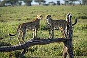 Zwei Geparden (Acinonyx jubatus) stehen sich auf einem toten Ast gegenüber, Serengeti-Nationalpark; Tansania.