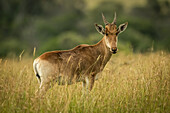 Junges männliches Coke's Hartebeest (Alcelaphus buselaphus cokii) steht im langen Gras, Serengeti-Nationalpark; Tansania.