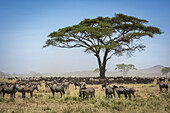 Confusion of Blue wildebeest (Connochaetes taurinus) standing under acacia with a herd of Plains zebra (Equus quagga) close by, Serengeti National Park; Tanzania