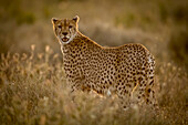 Weiblicher Gepard (Acinonyx jubatu) steht im Gras und beobachtet die Kamera, Serengeti-Nationalpark; Tansania.