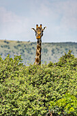 Masai giraffe (Giraffa camelopardalis tippelskirchii) peeks over bushes in savannah, Serengeti National Park; Tanzania