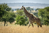 Masai-Giraffe (Giraffa camelopardalis tippelskirchii) geht durch Gras zwischen Bäumen, Serengeti-Nationalpark; Tansania.