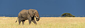 Panorama eines afrikanischen Buschelefanten (Loxodonta africana) in der Savanne, der durch langes, goldenes Gras läuft, das mit den dunkelblauen Gewitterwolken im Hintergrund kontrastiert. Er hat graue, faltige Haut und füttert sich selbst mit seinem Rüssel. Aufgenommen in Klein's Camp, Serengeti-Nationalpark; Tansania.